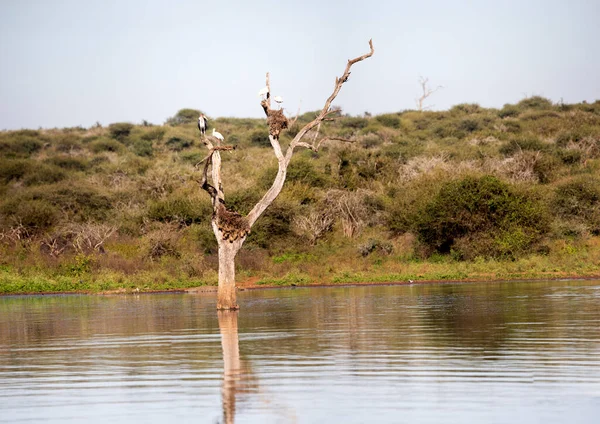 African Tantalus Mycteria Ibis Tree Middle Lake African Savannah South —  Fotos de Stock