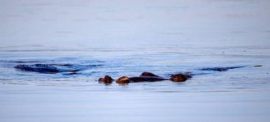 Specimens of hippopotamus submerged in the lake, these big herbivorous mammals that inhabit the African savannah are very dangerous and attractive for safaris.