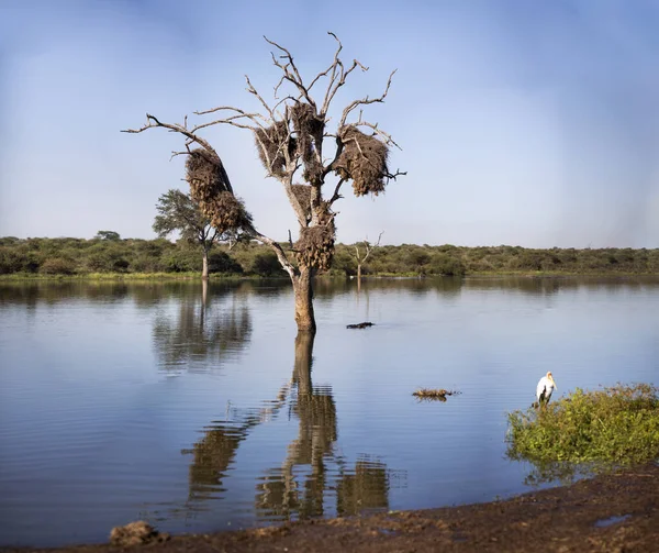 Beautiful scenery of the African savannah with a tree in the middle of an African lake, home to thousands of animals such as crocodiles, hippos and African tantalus among other species.