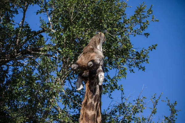 Giraffe Long Neck Eating Trees African Savannah South Africa Herbivorous — Stock Fotó