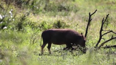 African warty boar grazing freely on the African savannah of South Africa, this animal is highly sought after by safaris because it is known by the cinema as Pumbaa.