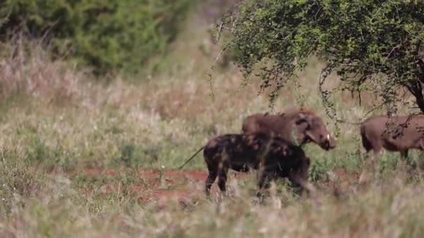 Family Warthogs Grazing Freely African Savannah South Africa Animals Highly — Video Stock