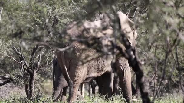 African Elephant Its Calf Vegetation African Savannah South Africa Herbivorous — Vídeo de Stock