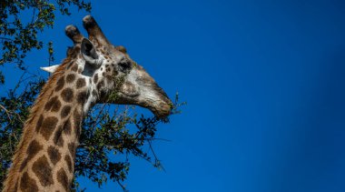 Giraffe head eating with its long neck from the trees of the African savannah in South Africa under a blue sky, this mammalian and herbivorous animal is one of the stars of the safaris.