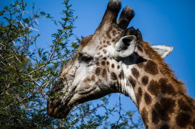 Head of an adult African giraffe with the trees of the African savannah in South Africa. This mammalian and herbivorous animal is one of the stars of safaris.