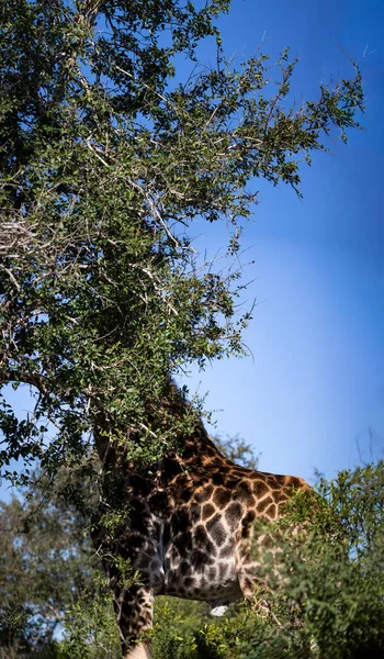 Specimen Giraffe Eating Trees African Savannah South Africa Blue Sky — Stok fotoğraf