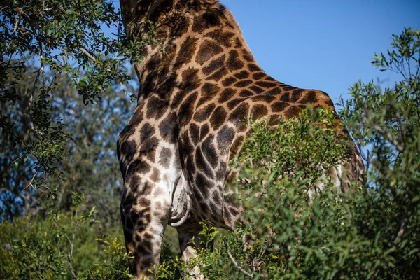 Giraffe Body Eating Trees African Savannah South Africa Blue Sky — Stock Fotó