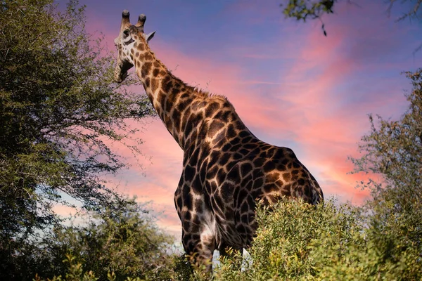 Adult African Giraffe Strolling South African Savannah Beautiful Sunset Sky — Stok fotoğraf