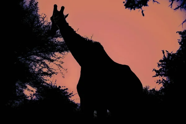 Silhouette Adult African Giraffe Walking South African Savannah Orange Sky — Stok fotoğraf