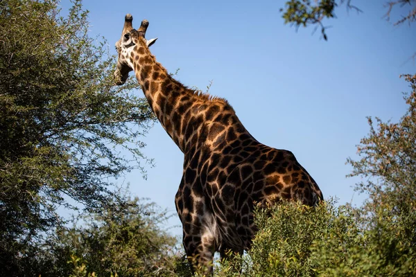 Adult Giraffe Strolling South African Savannah Mammalian Herbivorous Animal One — Stok fotoğraf