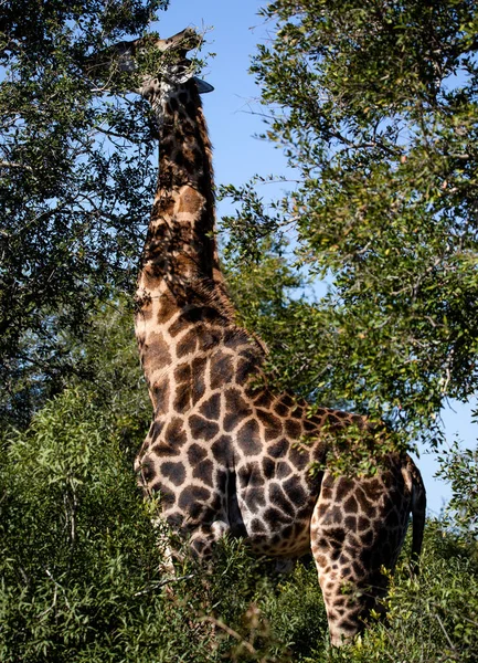 Giraffe Specimen Eating Trees South African Savannah Mammalian Herbivorous Animal — Stok fotoğraf