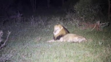An adult African lion resting in the African savannah of South Africa at night. This animal is the great predator of the African savannah and one of the five great predators of Africa.