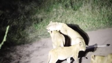 Lioness calling her family of lions that live the wildlife of the African savannah these carnivorous animals are the great predators of Africa and one of the big five in Africa.