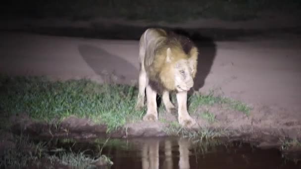 Adult African Lion Specimen Walking African Savannah South Africa Night — Vídeos de Stock