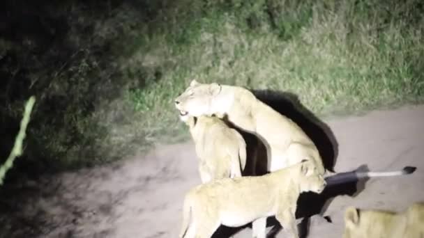 Λέαινα Αποκαλεί Την Οικογένεια Των Λιονταριών Της Που Ζουν Στην — Αρχείο Βίντεο