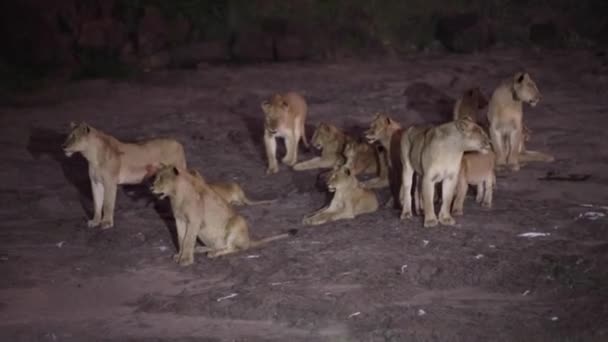 Υπερηφάνεια Λιονταριών Στην Αφρικανική Σαβάνα Νύχτα Ζώντας Την Άγρια Ζωή — Αρχείο Βίντεο