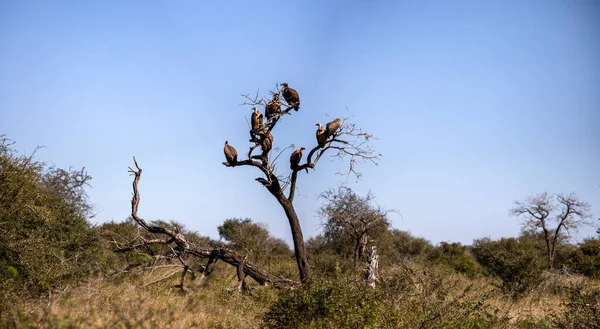 Panoramic view of a tree in the African savannah of South Africa full of African white-backed vultures (Gyps africanus), these African carnivorous birds are on the lookout for predator victims.