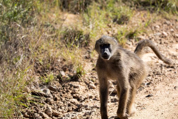 Baboon monkey breeding in the wild in the African savannah of South Africa, these mammalian animals live the African wildlife and are the star of safaris.