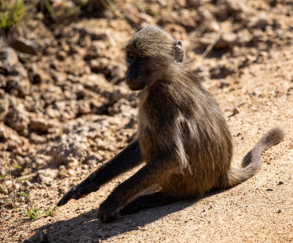 Baby baboon monkey enjoying and walking in the African savannah of South Africa, these mammalian animals live the African wildlife and are the star of safaris.