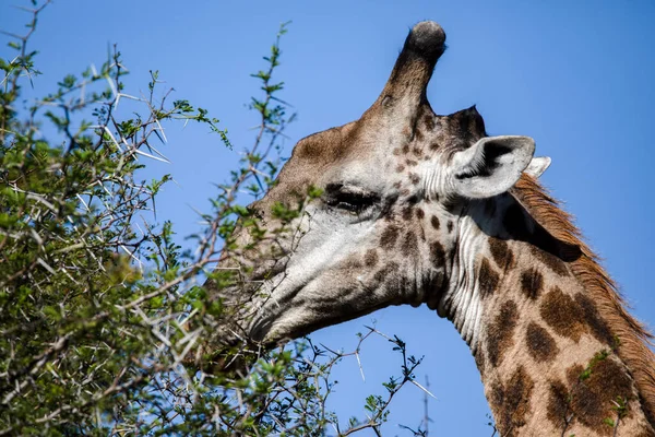 African Giraffe Eating Leaves Trees African Savannah Its Long Tongue — Stock Fotó