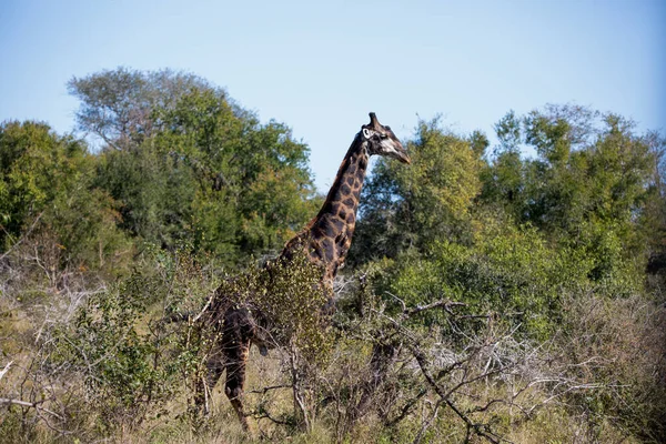 Adult Specimen African Giraffe African Savannah South Africa Large Herbivorous — Stock Fotó