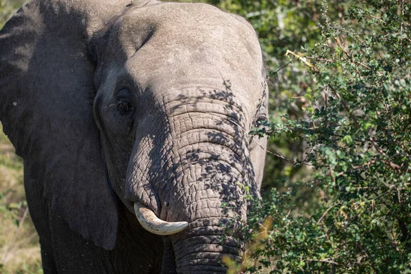 Африканский Слон Бивнями Слоновой Кости Африканской Саванне Южной Африке Травоядные — стоковое фото