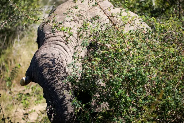 African Elephant Tree African Savannah Herbivorous Mammal Largest Earth Lives — Zdjęcie stockowe