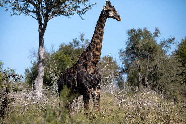 Great Specimen African Giraffe Specimen Living Wild Life African Savannah — Stock Fotó