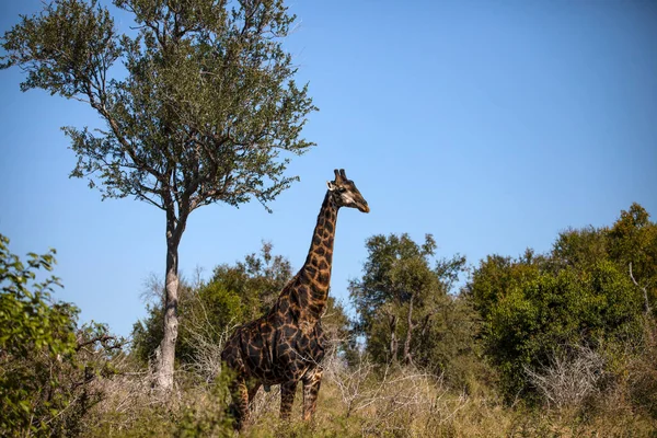 African Giraffe Living Wildlife African Savannah South Africa Herbivorous Animal — Stock Fotó