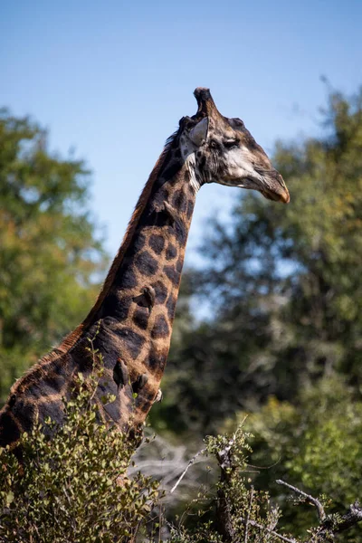 Photograph African Giraffe Its Long Neck Enjoying Wildlife African Savannah — Stock Fotó