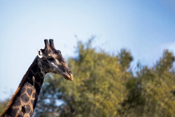 African Giraffe Long Neck Enjoying African Savannah South Africa Herbivorous — Stock Fotó