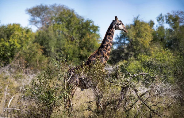 African Giraffe Its Long Neck Camouflaged Vegetation African Savannah South — Stock Fotó