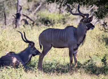 Pair of two specimens of common eland antelope species, common eland or Cape elk is an artiodactyl mammal that inhabits the wildlife of the African savannah and lives freely in Africa.
