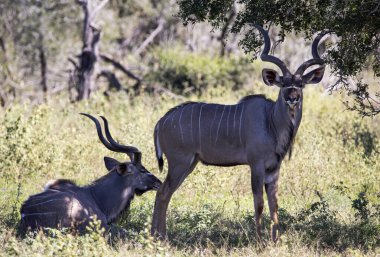 The common eland antelope, common eland or Cape elk is a species of artiodactyl mammal that inhabits the wildlife of the African savanna and lives freely in Africa.