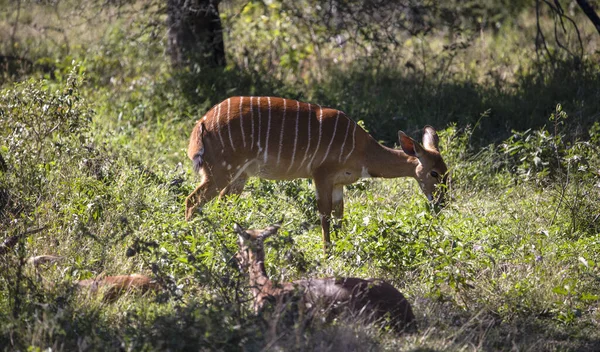 African Antelope Specimen Middle African Savannah Lives Freedom Large Predators — Photo