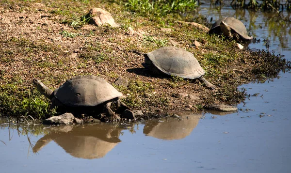 African Shield Turtles Pelomedusa Subrufa Live Lakes Rivers African Savannah — Stockfoto