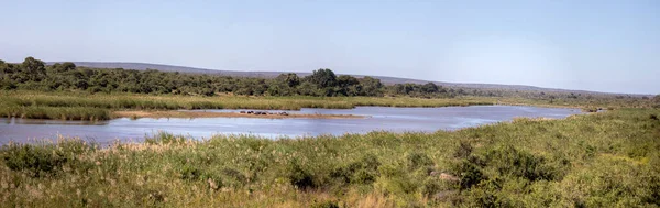 Πανόραμα Αφρικανικού Τοπίου Μια Κοινότητα Ιπποπόταμου Στις Όχθες Ενός Ποταμού — Φωτογραφία Αρχείου