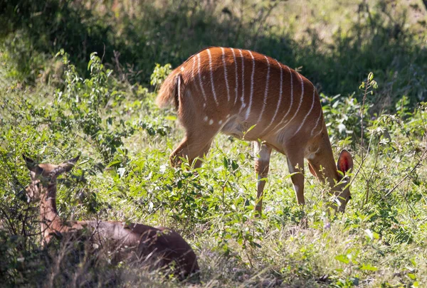 Female Specimen Tragelaphus Angasii Known Nyala Inhabits Wooded Areas African — Stock Photo, Image