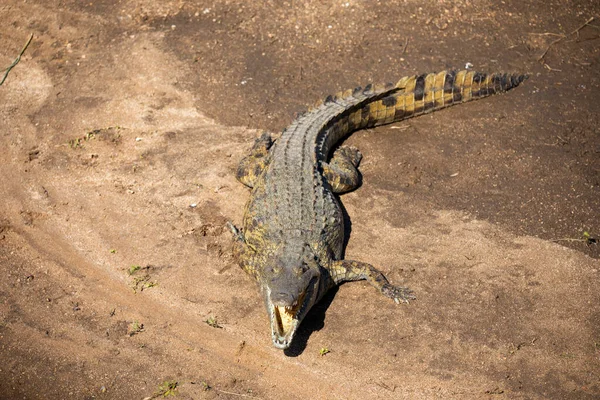 Crocodile Its Mouth Open Banks River Lake African Savannah Reptile — Fotografia de Stock