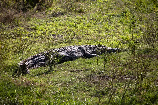 Big Crocodile Banks River Lake African Savannah Type Reptile Lives — Stock Photo, Image