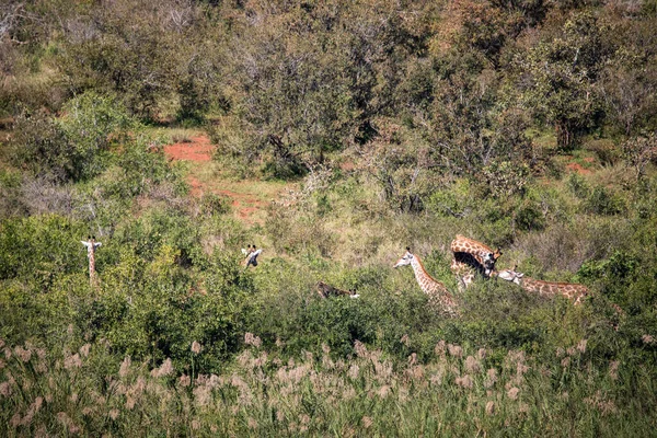 Family of African giraffes enjoying the vegetation of the African savannah, these big herbivorous animals live in freedom and in the African wildlife.