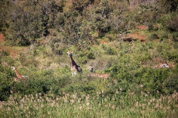 African Giraffes Enjoying Vegetation African Savannah Big Herbivorous Animals Live - Stock-foto