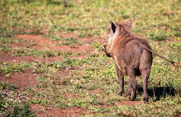 Warthog Wild African Savannah South Africa Kruger National Park Herbivorous — Foto de Stock