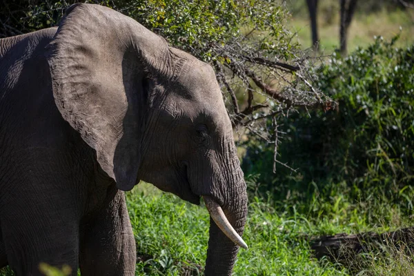 African elephant specimen in freedom in the African savannah where the African wildlife lives with its long trunk and strong ivory tusks, is the largest terrestrial mammal and one of the big five.