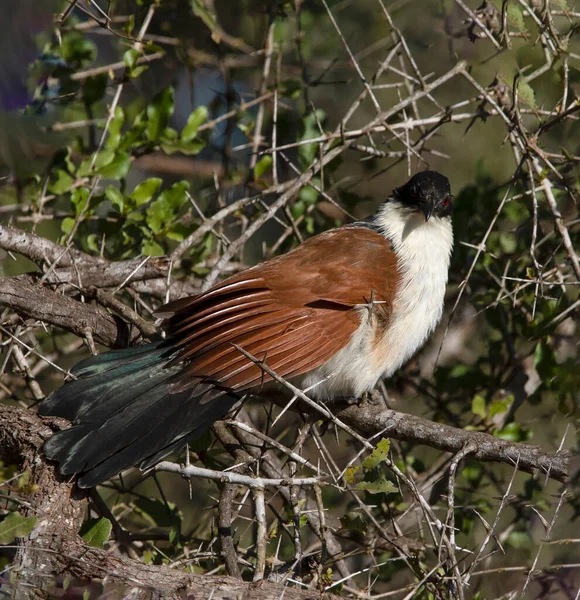 Beautiful Senegalese Cuckoo Cuculiform Bird Lives Africa Enjoys Trees African — Fotografia de Stock