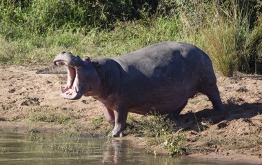 African hippopotamus with its mouth open on the shore of a lake in the African savannah, where African wildlife lives and is a dangerous animal even for safaris.