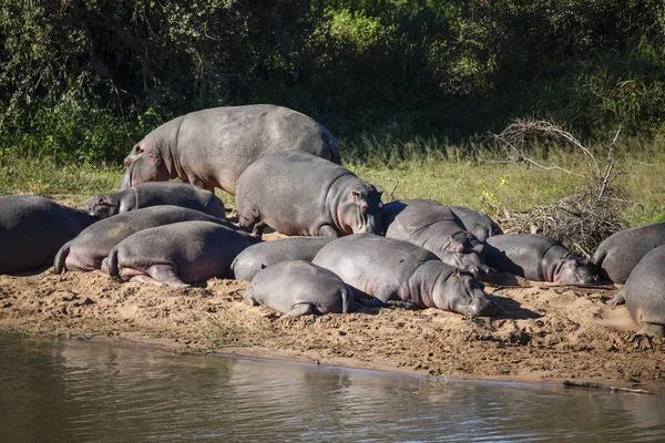Large community of African hippopotamus resting on the shore of a lake in the African savannah, these animals are amphibians and very dangerous animals that live in African waters.