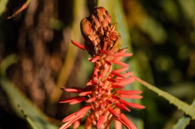 Immature flower of aloe arborescens, commonly called octopus plant, acibar, savila, aloe candelabra, is a species of the genus Aloe native to the southeastern coast of Africa.