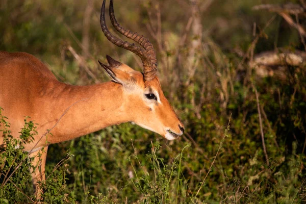 Close-up of an impala which is an African antelope that lives the wildlife of the African savannah where it is free and lives with other herbivorous animals and predators.