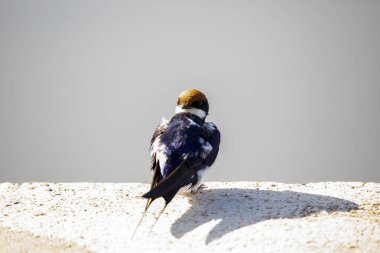 A Collared Swallow perched on a surface of the African savannah attentive to the surrounding environment. These birds live in Africa and Asia and are very easy to observe on safari.